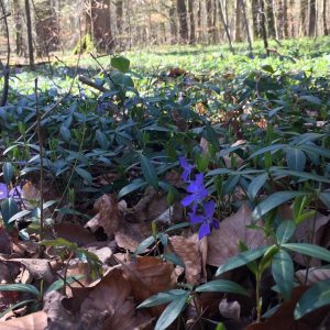 Can nature conservation and wood production be reconciled in managed forests?