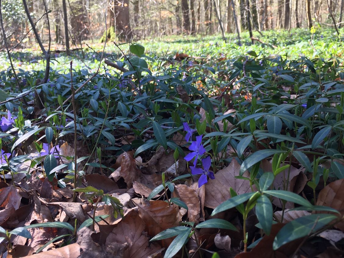 Can nature conservation and wood production be reconciled in managed forests?
