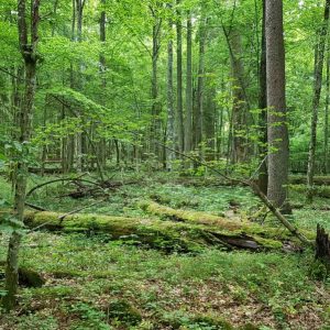 Białowieża forest – in search of the scientific evidence (and why it is still worth meeting and discussing)