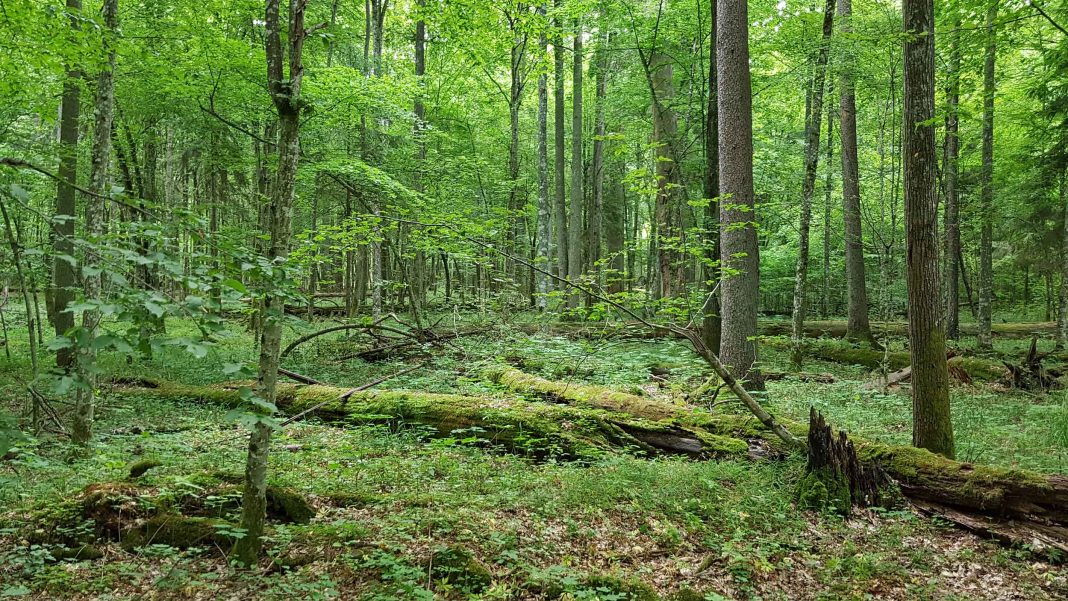 Białowieża forest – in search of the scientific evidence (and why it is still worth meeting and discussing)