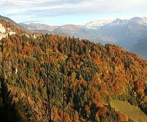 One forest does not fit all: Biodiversity conservation in integrated and segregated forest areas