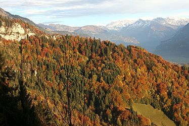 One forest does not fit all: Biodiversity conservation in integrated and segregated forest areas