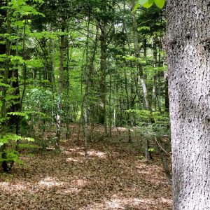 Report on “How to balance forestry and biodiversity conservation” (1st day)
