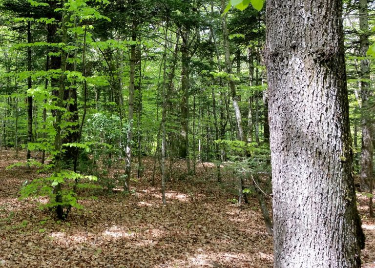 Report on “How to balance forestry and biodiversity conservation” (1st day)