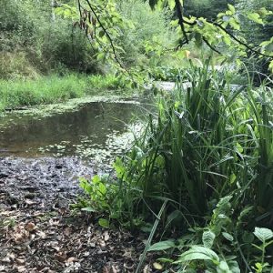 Policy challenges of integrating biodiversity conservation in forest management – the way forward