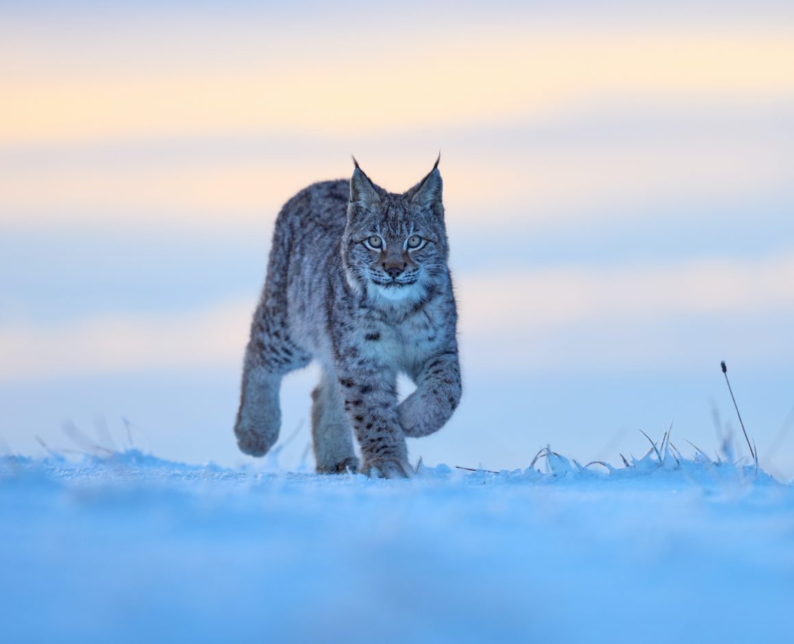 Large carnivores and forest ecosystem management in Slovenia