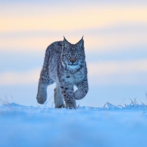 Large carnivores and forest ecosystem management in Slovenia