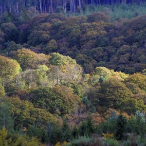 Afforestation in Ireland – increasing trends in broadleaved establishment