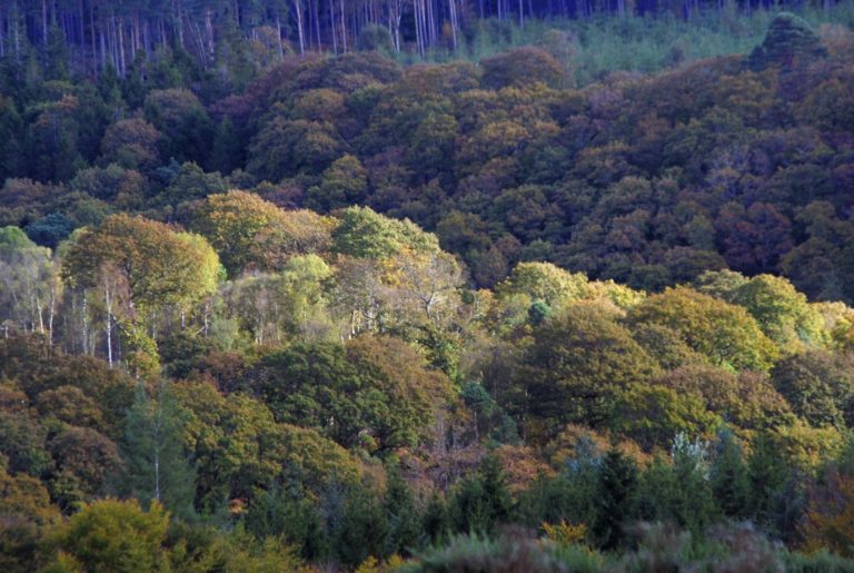 Afforestation in Ireland – increasing trends in broadleaved establishment