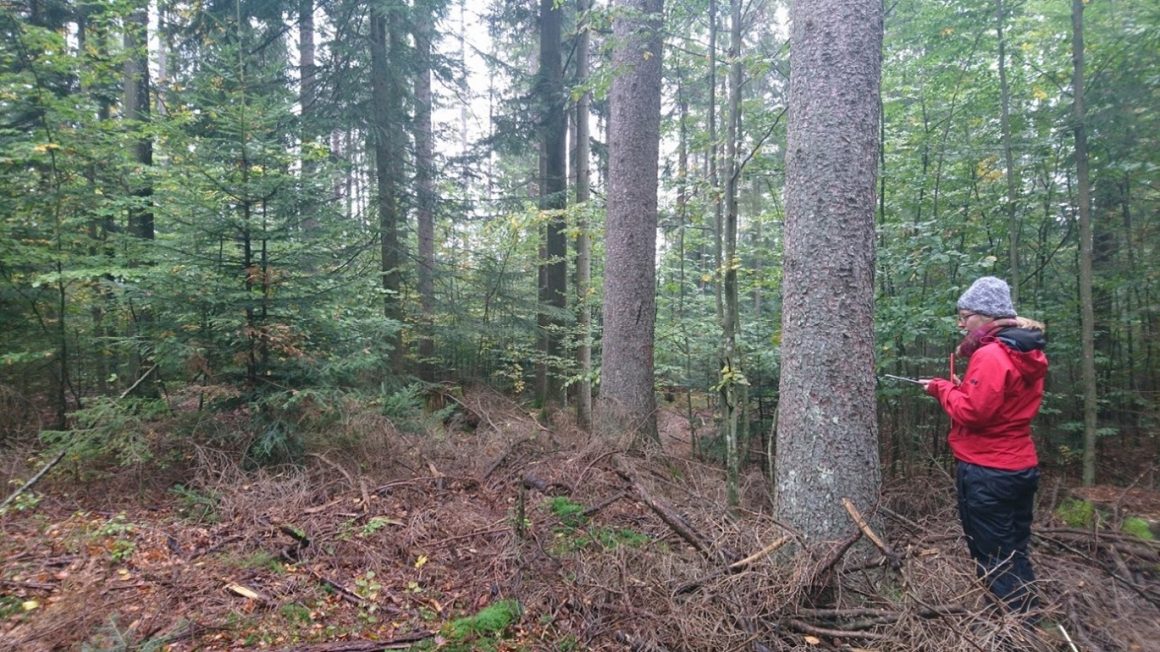 Integrative multifunctional forest management: a nature-based solution for adapted and resilient forests in Austria