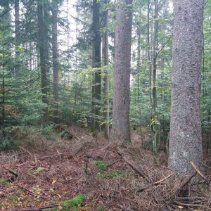 Integrative multifunctional forest management: a nature-based solution for adapted and resilient forests in Austria