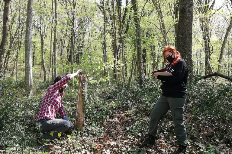First study on tree microhabitats using Marteloscope methodology in Turkey