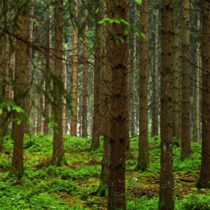 Celebrating Biodiversity Governance in Slovenia