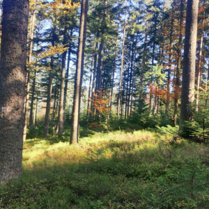 Learn, exchange, decide – with a variety of demonstration objects of forest management in the Czech Republic