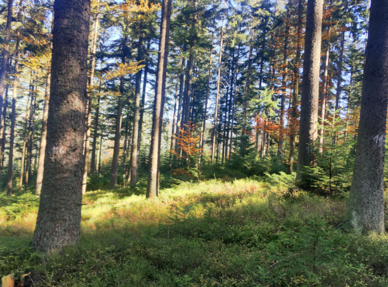 Learn, exchange, decide – with a variety of demonstration objects of forest management in the Czech Republic