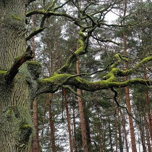Protecting old-growth forests in Europe – new study out now
