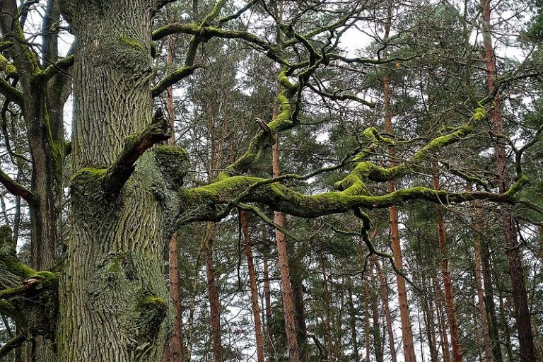 Protecting old-growth forests in Europe – new study out now