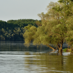 Forest and nature conservation management in riparian forests – new handbook