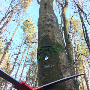 Combining silviculture and ecology to benefit our forests – the Irish way
