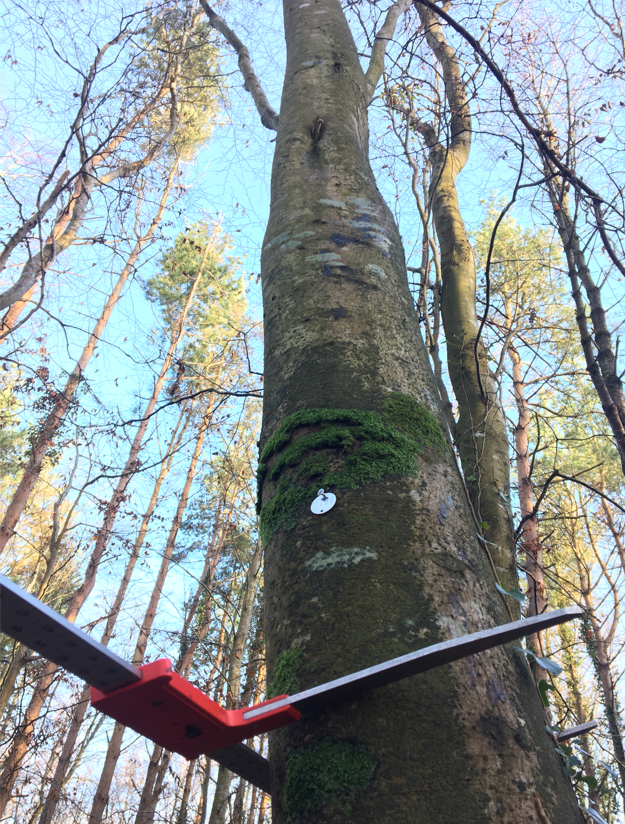 Combining silviculture and ecology to benefit our forests – the Irish way