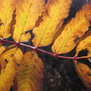 Virtual conference: Incentives for Forest Ecosystem Services in Europe