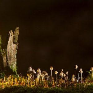 Webinar: EU Forest Strategy: Strengthening forests for biodiversity & climate change