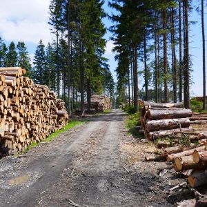 Friends or foes? Managing bark beetles in the 21st century