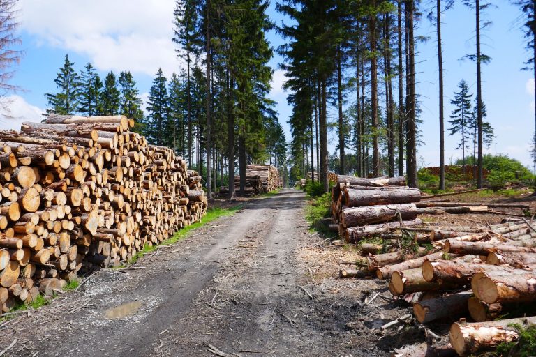 Friends or foes? Managing bark beetles in the 21st century