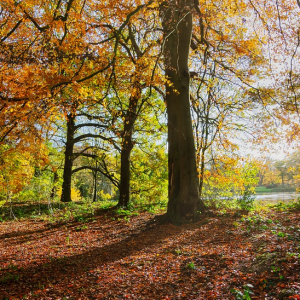 Managing England’s woodlands in a climate emergency – a guide to implement adaptation actions