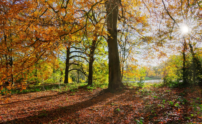 Managing England’s woodlands in a climate emergency – a guide to implement adaptation actions