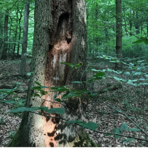 Co-occurrence patterns of tree-related microhabitats: new paper out