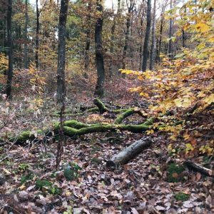 Upcoming event-Are climate change adaptation, mitigation and biodiversity conservation in European forests two sides of the same coin?