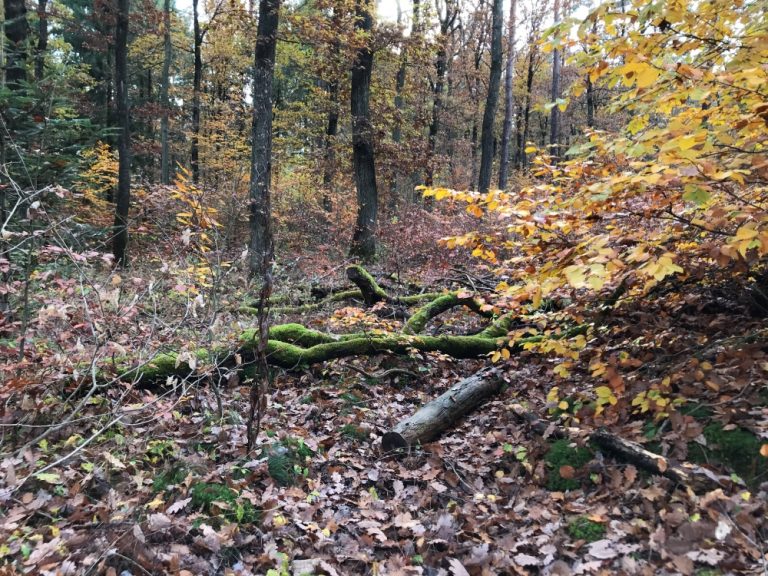 Upcoming event-Are climate change adaptation, mitigation and biodiversity conservation in European forests two sides of the same coin?