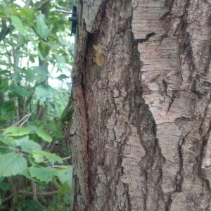 “Alone” in the woods – new marteloscope in Flanders