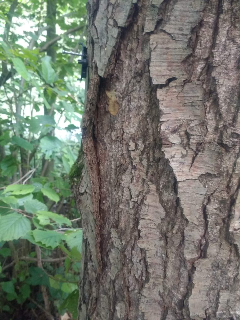 “Alone” in the woods – new marteloscope in Flanders