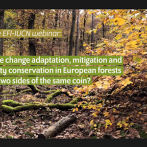 Webinar Recap – Climate change adaptation, mitigation and biodiversity conservation in European forests