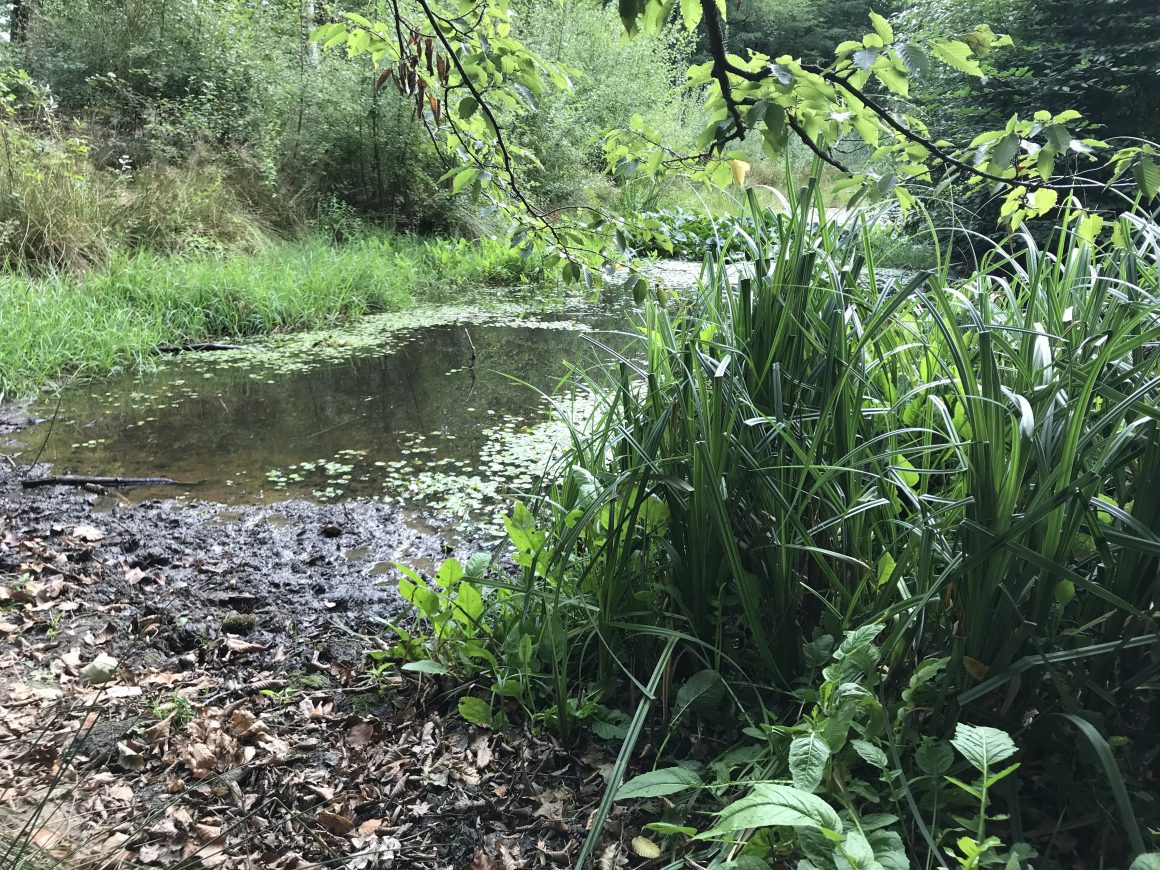 New publication on Closer-to-Nature Forest Management