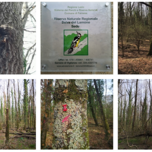 New marteloscope in Lazio, Italy