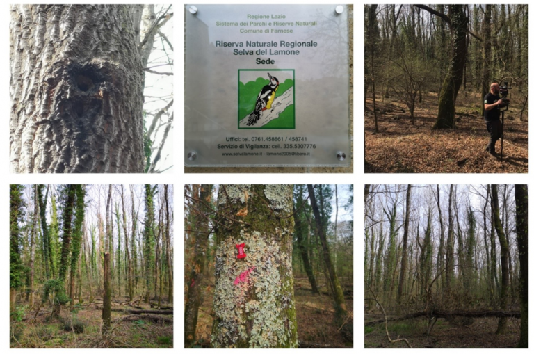 New marteloscope in Lazio, Italy
