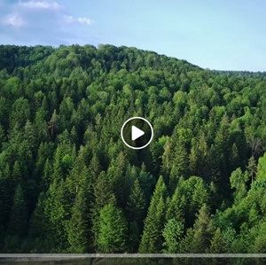 Nature protection as a leading principle: managing forests in South-Eastern Poland