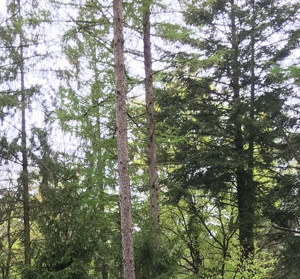 Making the FOREST FIT FOR FUTURE