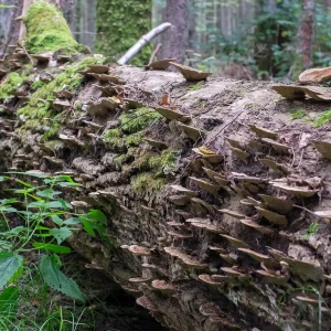 Forest management and biodiversity: Postgrad course in Bialowieza reserve