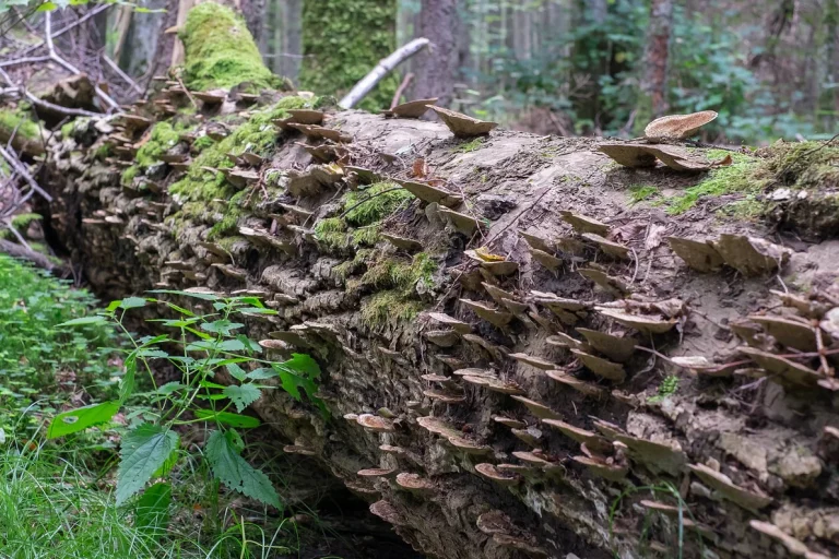 Forest management and biodiversity: Postgrad course in Bialowieza reserve