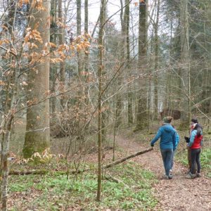 New marteloscope in Baden, Switzerland