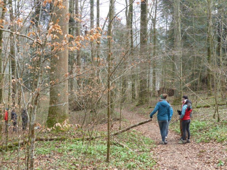 New marteloscope in Baden, Switzerland