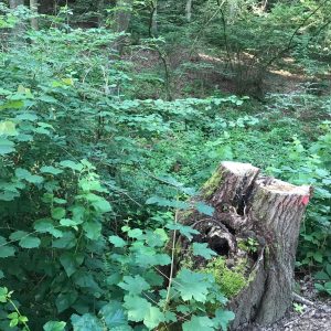 What foresters want