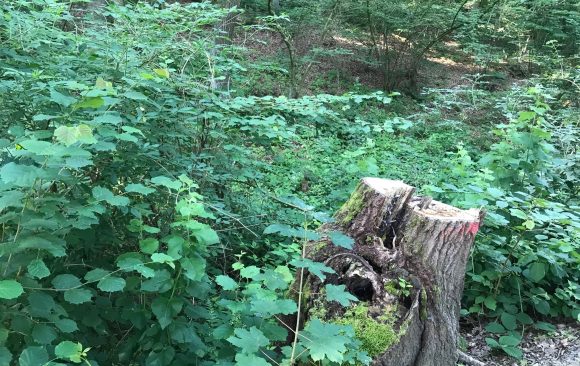 What foresters want