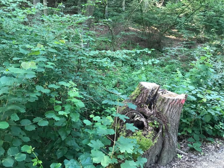 What foresters want
