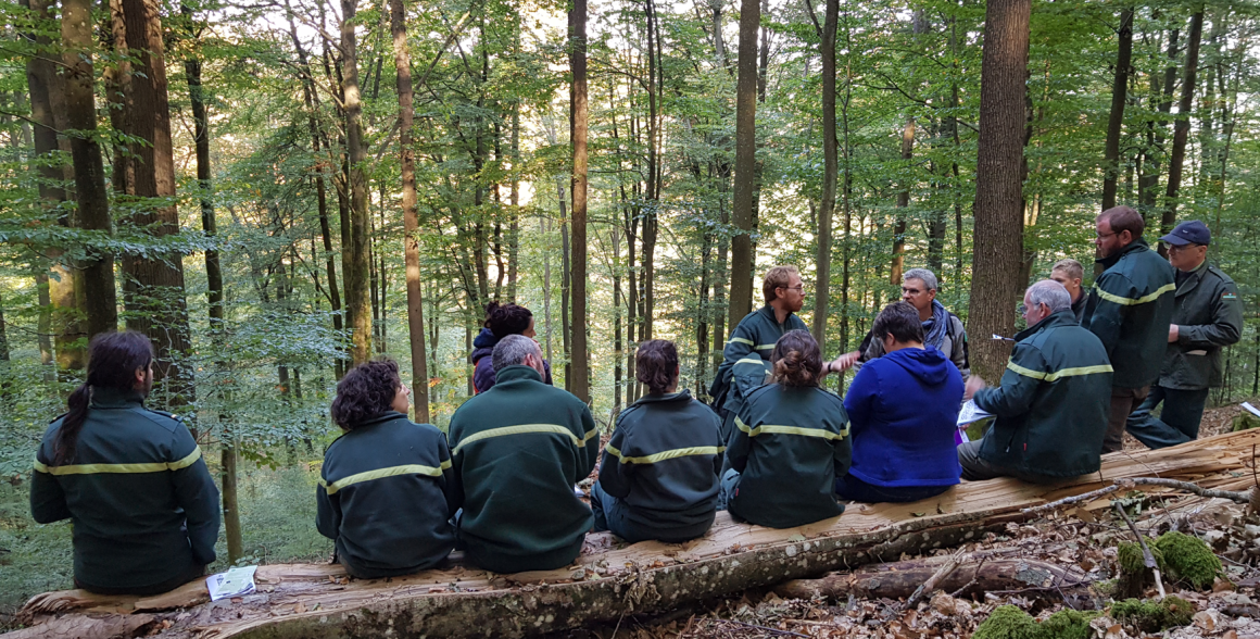 Navigating the changing climate: a new study on how practitioners tackle adapting forests to climate change