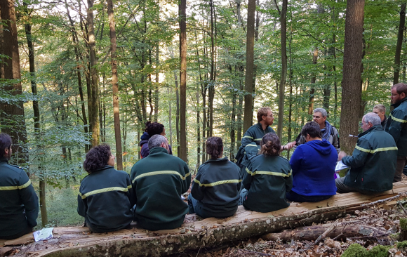 Navigating the changing climate: a new study on how practitioners tackle adapting forests to climate change